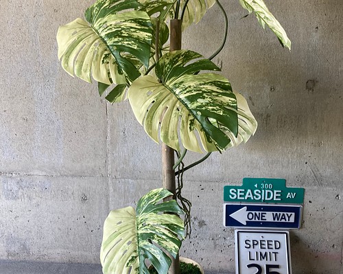 光触媒 人工観葉植物 ウォールグリーン フェイク フラワー 斑入り