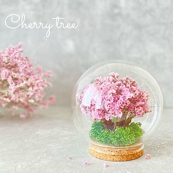 桜の木のガラスドーム 1枚目の画像