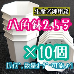 多肉植物 葉挿し」 のおすすめ人気通販 検索結果｜Creema(クリーマ