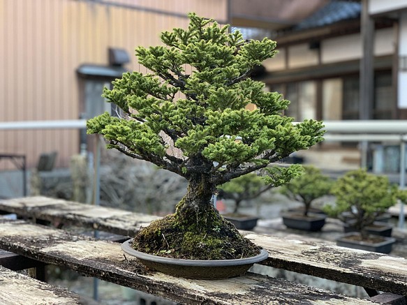 八房蝦夷松　樹齢70年　☆盆栽☆観葉植物☆ガーデニング☆