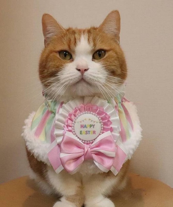 猫服　ケープ　イースター　ピンク 1枚目の画像