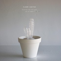 clear cactus 018 1枚目の画像