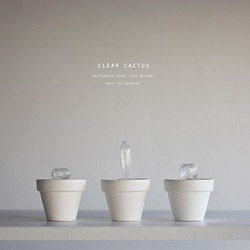 clear cactus 006（ミニサボテン） 立体・オブジェ NULL PLANTS 通販