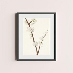 【NO.366】桜の木アートポスター☆春色花ボタニカルフラワーナチュラルインテリア雑貨リビング玄関★A4A3A2A1B4 1枚目の画像