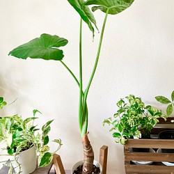 【現品発送】観葉植物 室内 クワズイモ 6号