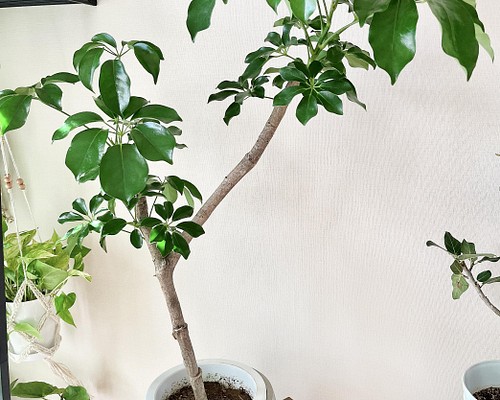【希少】観葉植物 室内 新品種 シェフレラグリーンブレイズ 大型
