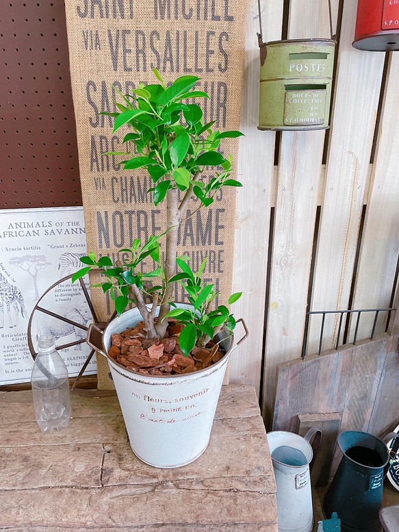 現品 かっこいいガジュマル 幸せの木 風水でも大人気のグリーン オシャレ観葉植物 ホワイト系ブリキ鉢 その他インテリア雑貨 雅楽 うた 通販 Creema クリーマ ハンドメイド 手作り クラフト作品の販売サイト