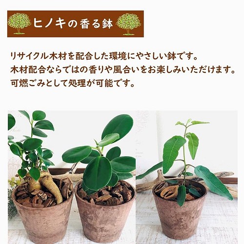 防音防振耐震対策 純白の花が咲く 常緑種 クレマチス カートマニージョー ハンギングアロマ鉢4号 受け皿付き 壁掛け 観葉植物 ポイント10倍 フラワー ガーデン 観葉植物 Cefa Fr