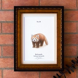【手描き】　彩色 鉛筆画　No.18  Red panda  Sichuan red panda　《額装》 1枚目の画像