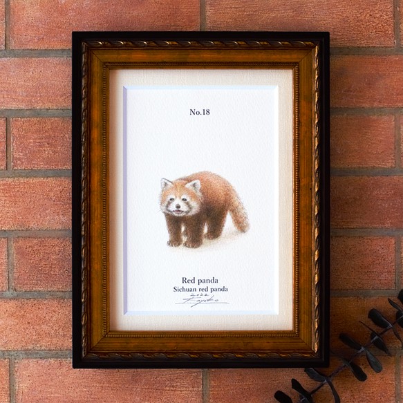 【手描き】　彩色 鉛筆画　No.18  Red panda  Sichuan red panda　《額装》 1枚目の画像