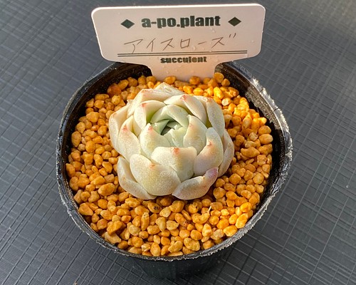 第四種送料無料 アイスローズ 多肉植物 韓国苗 多肉植物 a-po.plant