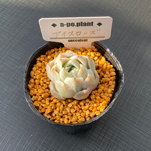 第四種送料無料◇アイスローズ◇多肉植物 韓国苗 多肉植物 a-po.plant