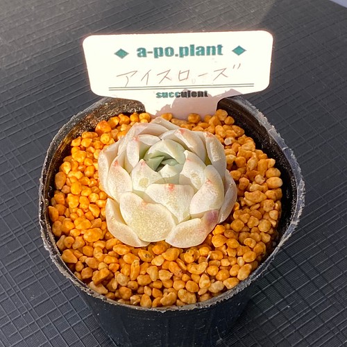 第四種送料無料◇アイスローズ◇多肉植物 韓国苗 多肉植物 a-po.plant