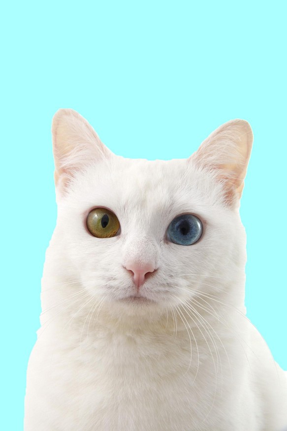白猫オッドアイ 額装写真 版 2l版 写真のみ2枚 フォトフレーム 写真立て くみこ 通販 Creema クリーマ ハンドメイド 手作り クラフト作品の販売サイト