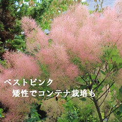 スモークツリー　ベストピンク花穂あり　落葉性耐寒花木　樹高が低い　明るいピンク色　コンテナ栽培も 1枚目の画像