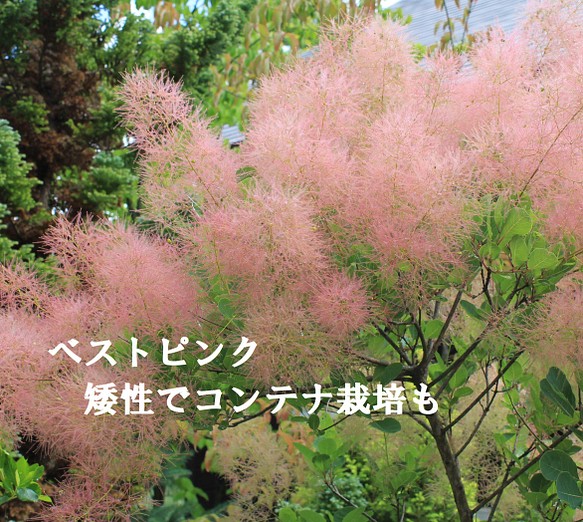 スモークツリー　ベストピンク花穂あり　落葉性耐寒花木　樹高が低い　明るいピンク色　コンテナ栽培も 1枚目の画像
