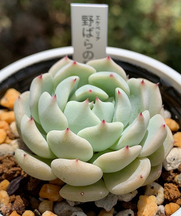 ☆野ばらの精 多肉植物 自家栽培 国産 多肉植物 美✴︎taniku 通販