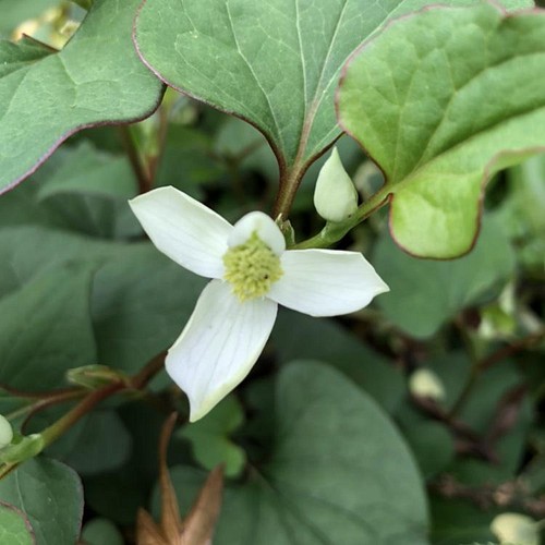 専用】ドクダミ ポット苗 10株 山野草 薬草 和ハーブ 無農薬 多肉植物