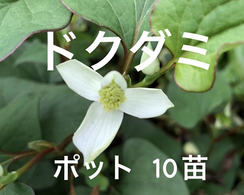 【専用】ドクダミ ポット苗 10株 山野草 薬草 和ハーブ 無農薬