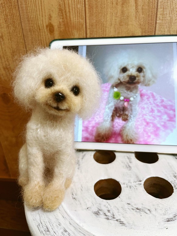 愛犬ちゃんそっくり人形(Sサイズ)オーダー作品:マイクロティーカッププードル 1枚目の画像