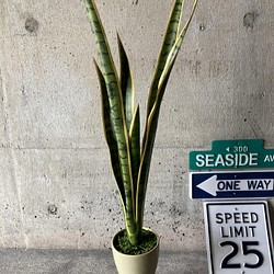 光触媒　人工観葉植物　ウォールグリーン　フェイク　フラワー　サンスベリア 1枚目の画像