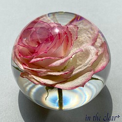 植物標本　薔薇　ピンクの縁取り　6センチ球体 1枚目の画像