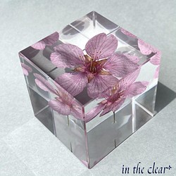 植物標本　河津桜　４センチキューブ 1枚目の画像