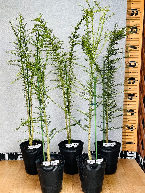 花と植物のある暮らし おうちで育てる 新柑橘 フィンガーライム実生苗