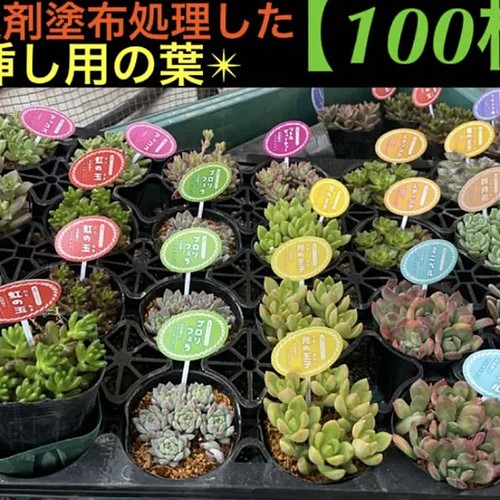 発芽促進剤塗布済みの葉挿しの葉【100枚‼️】高発芽率 多肉植物 ST