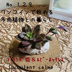 No.１２９☆初心者様にオススメ！多肉植物ひと苗軽石鉢☆５月８日まで