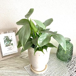 フィロデンドロン・シルバーメタル　観葉植物　お洒落なインテリアグリーン 1枚目の画像