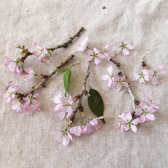 70 令和4年 啓翁桜 枝付き お花 ドライフラワー 桜 さくら ピンクの花 レジン 素材 その他素材 Bluewind 通販 Creema クリーマ ハンドメイド 手作り クラフト作品の販売サイト