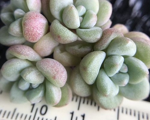 めちゃくちゃ可愛い　多肉植物　シャボン玉　群生苗　抜き苗　1苗1600円