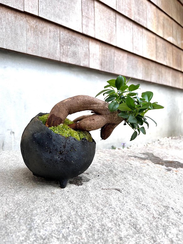 ガジュマルの盆栽　作家鉢 1枚目の画像