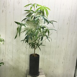 現品 シェフレラ アンガスティフォリア アンティーク セメント鉢 グレー その他インテリア雑貨 Plants Shop Olive 通販 Creema クリーマ ハンドメイド 手作り クラフト作品の販売サイト