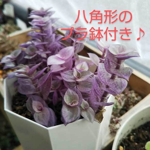 多肉植物 カリシアロザート 多肉植物 Yashinoki 通販｜Creema(クリーマ)