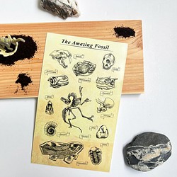 【ステッカー】高質感白底防水貼紙-神奇的化石 White Sticker 第1張的照片