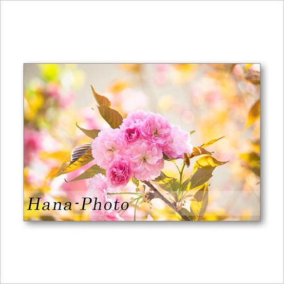 1520）いろいろな桜たち　 ポストカード5枚組 1枚目の画像