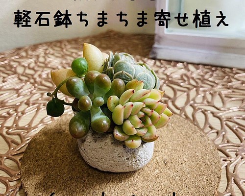 No.１５３☆軽石鉢ちまちま多肉寄せ植え☆５月１５日までの出品です 多肉植物 Succulent calme 通販｜Creema(クリーマ)  13791429