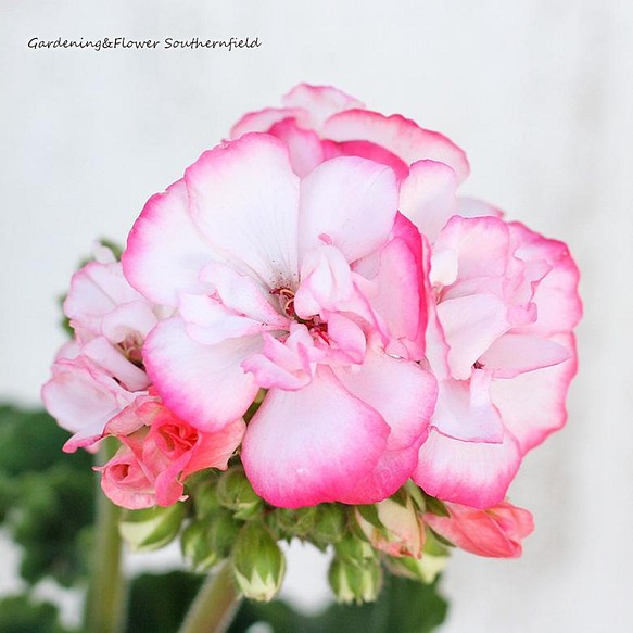 花苗 ゼラニウム ストロベリーアイス 3.5号 多年草 四季咲き ピンクホワイト 覆輪 1枚目の画像