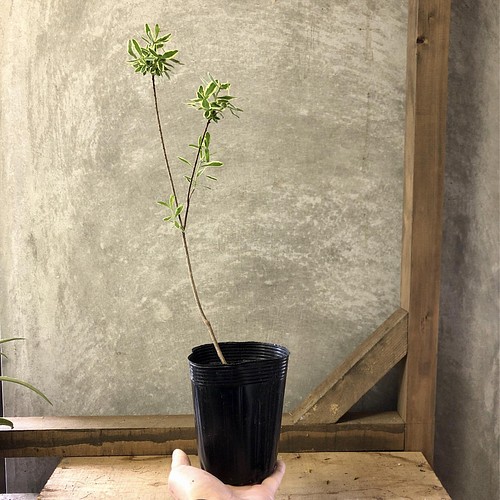 苗木 覆輪姫沈丁花 フラワー リース Plant Life 通販 Creema クリーマ ハンドメイド 手作り クラフト作品の販売サイト