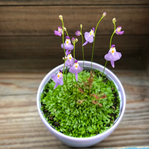 クリオネ 超希少 可愛い 食虫植物 クリオネ 多肉植物 フラワー リース パリジェンヌ 通販 Creema クリーマ ハンドメイド 手作り クラフト作品の販売サイト