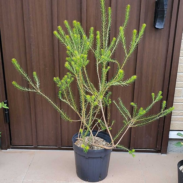 大型 ヒースバンクシア (エリシフォリア) ポット鉢植え オージー 