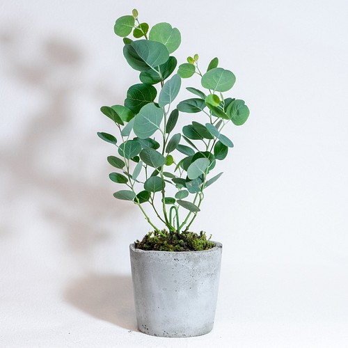 ベランダで育てる植物 ユーカリ スナ苔の鉢植え ザラっとした風合いの湯飲み型モルタル鉢 送料全国一律850円 フラワー リース アトモス 通販 Creema クリーマ ハンドメイド 手作り クラフト作品の販売サイト