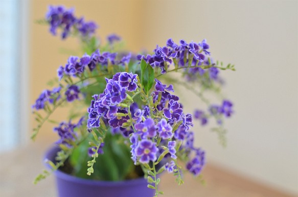 デュランタ宝塚♡ 気品ある青紫の小花が美しい♪ ほんのり良い香り