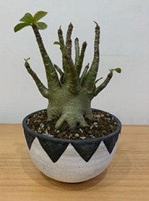 テラコッタ 植木鉢 鉢植え手作多肉植物 リオリジナル作品 陶器植木鉢