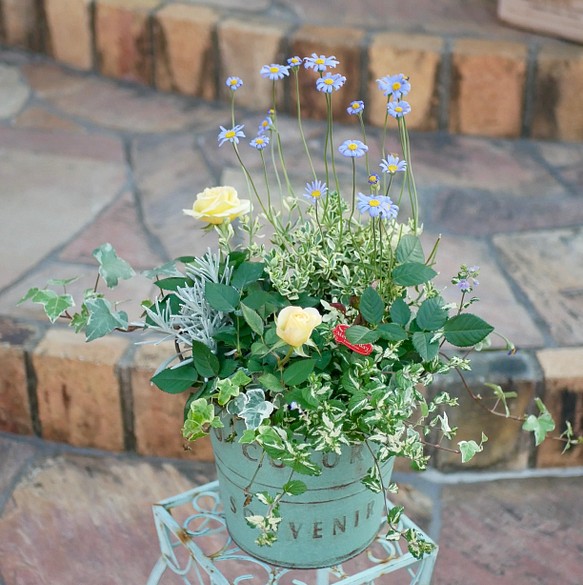春の花アンティークなブリキ鉢にペチュニアベルチャームのアンナの爽やかな寄せ植え♪