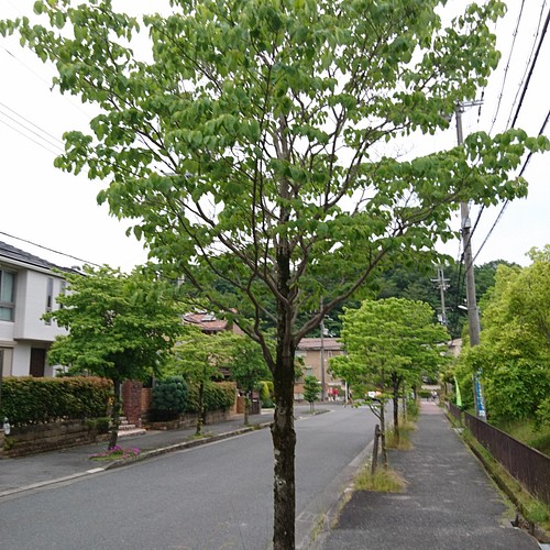 ハナミズキ 花水木 白花 苗木 H 約12 大き目の白い花が咲く雑木 その他インテリア雑貨 雑木の苗と草花ショップ ぞう木りん 通販 Creema クリーマ ハンドメイド 手作り クラフト作品の販売サイト