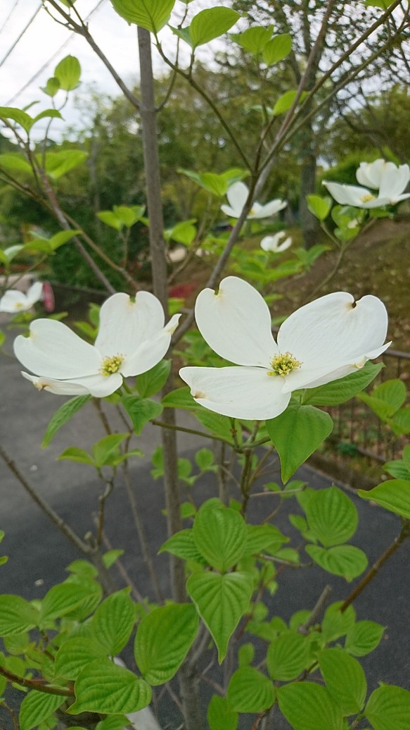 ハナミズキ 花水木 白花 苗木 H 約12 大き目の白い花が咲く雑木 その他インテリア雑貨 雑木の苗と草花ショップ ぞう木りん 通販 Creema クリーマ ハンドメイド 手作り クラフト作品の販売サイト