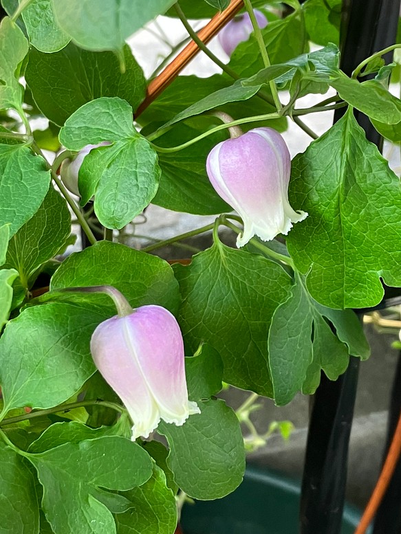 赤くて小さいクレマチスの種 - 植物/観葉植物